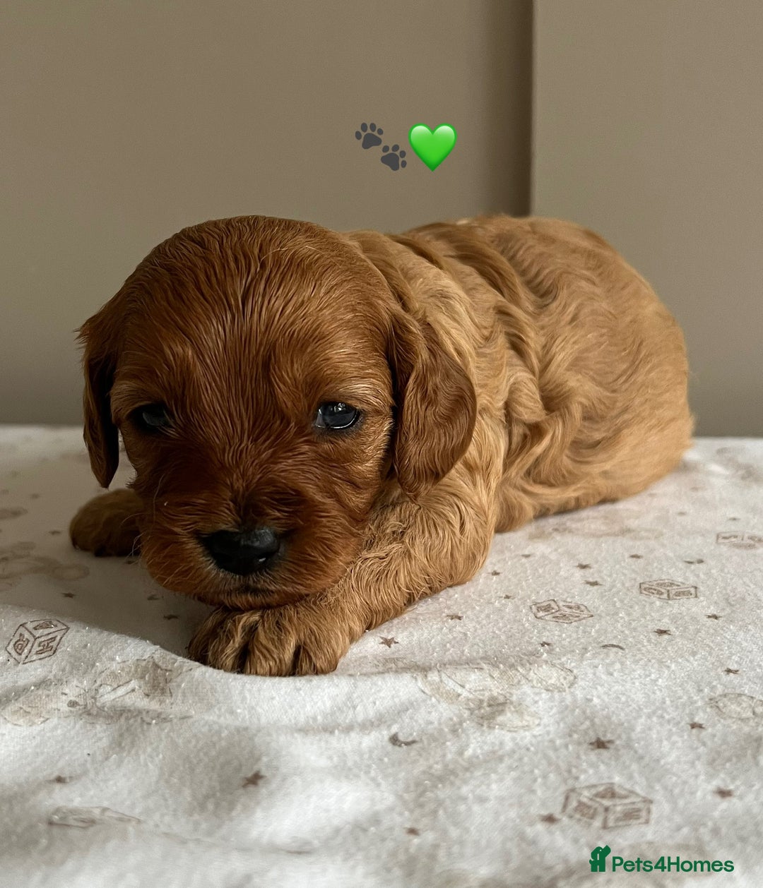 Cavapoo dogs for sale: Fully health tested Cavapoo 🐾🐶 - Image 9