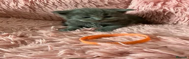 Orange Collar