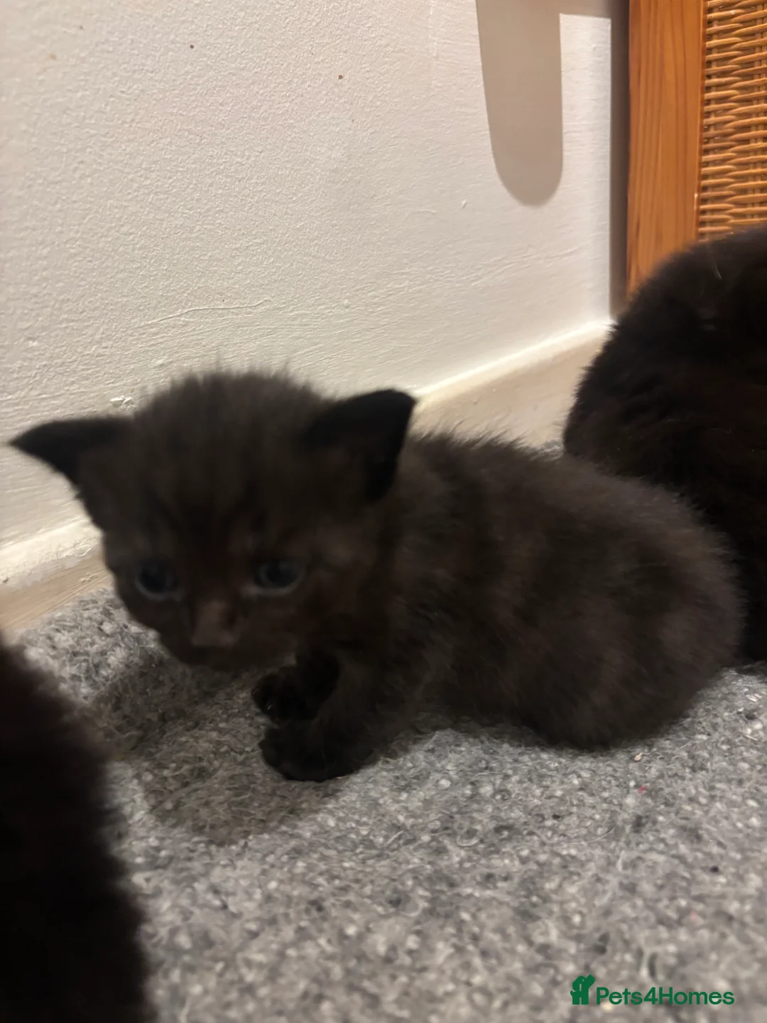 Mixed Breed cats for sale: Beautiful ragdoll x kittens  - Advert 10