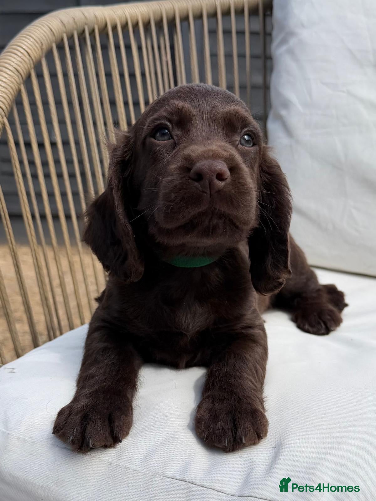 Cocker Spaniel dogs Working Cocker Spaniels for sale - Advert 1