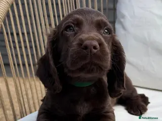Cocker Spaniel dogs Working Cocker Spaniels for sale - Advert 1