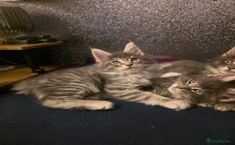 Maine Coon cats Maine Coon kittens  - Advert 5