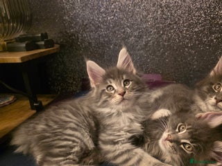 Maine Coon cats Maine Coon kittens - Advert 6