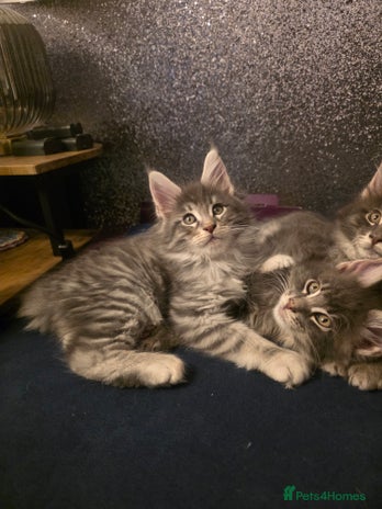 Maine Coon cats Maine Coon kittens - Advert 2