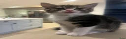 Ragcoon cats for sale: 🐾 Beautiful Maine Coon x Ragdoll kittens  - Advert 15