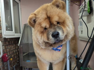 Chow Chow dogs in London - Advert 9