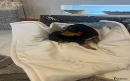 Cocker Spaniel dogs for sale: Rainbow litter cocker spaniel puppies  - Advert 10