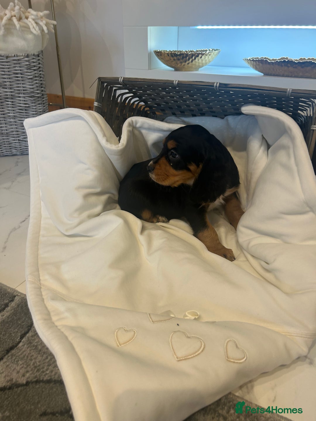 Cocker Spaniel dogs for sale: Rainbow litter cocker spaniel puppies  - Advert 10