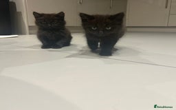 British Longhair cats for sale: Black/Brown boy kittens - Image 5