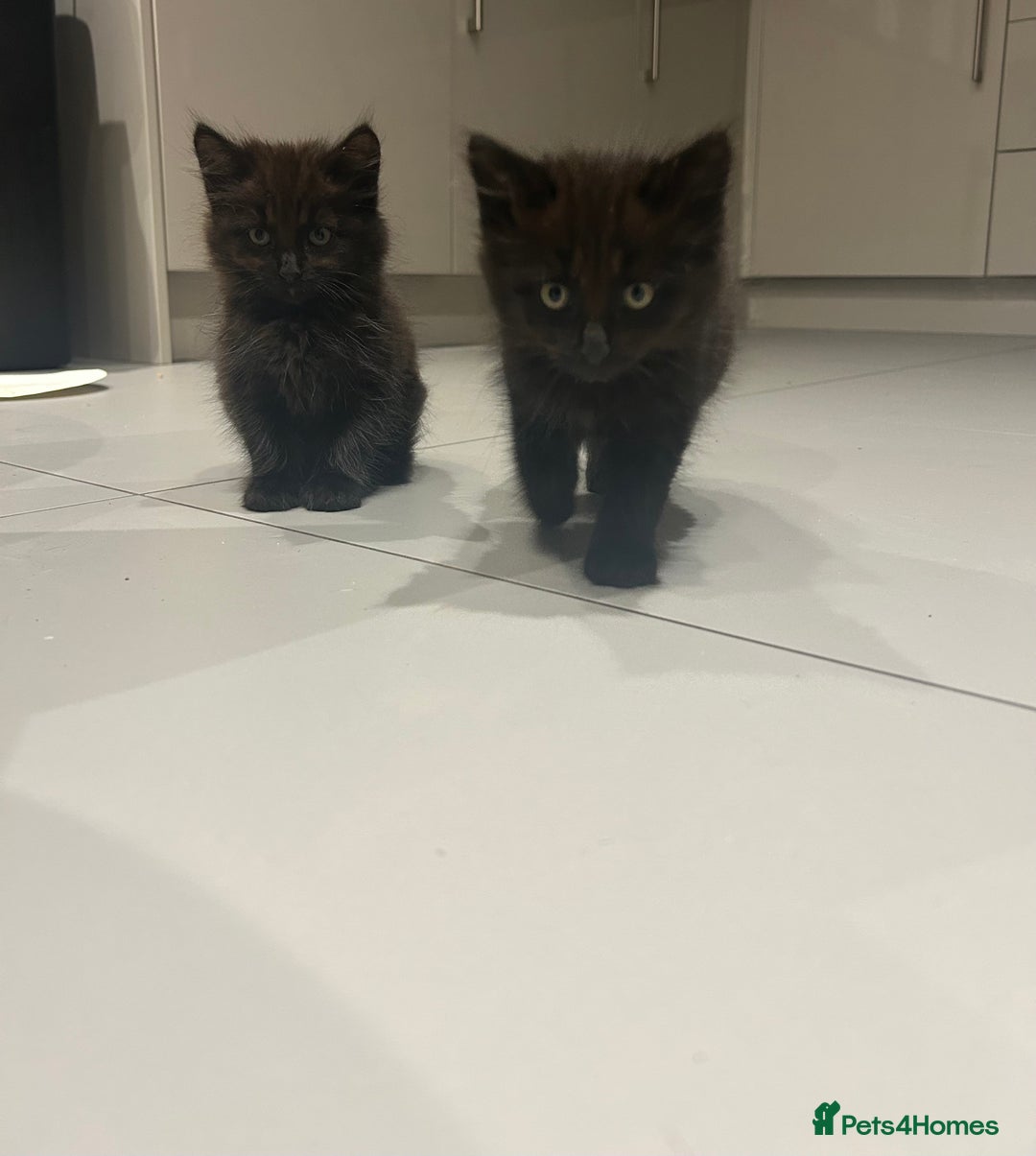 British Longhair cats for sale: Black/Brown boy kittens - Image 5