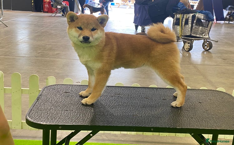 Japanese Shiba Inu dogs - Advert 1
