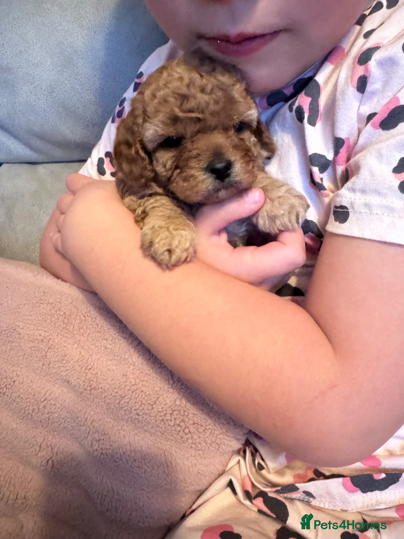 Cavapoo dogs 👉 Tiny Teddy Toy Cavapoos 🐶 Home Raised - Advert 4