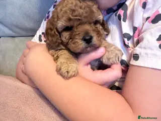 Cavapoo dogs 👉 Tiny Teddy Toy Cavapoos 🐶 Home Raised - Advert 4