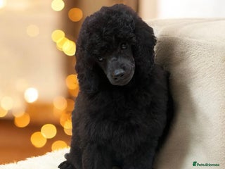 Miniature Poodle dogs - Advert 2