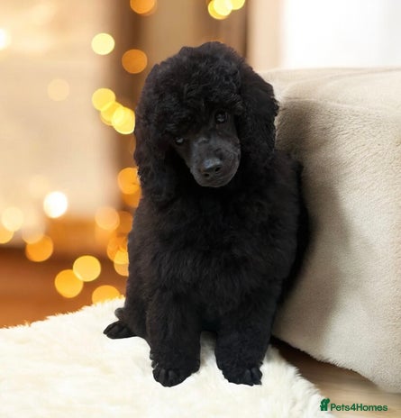 Miniature Poodle dogs - Advert 2