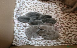 British Shorthair cats for sale: Pedigree British shorthair, longhair, blue, lilac - Image 15