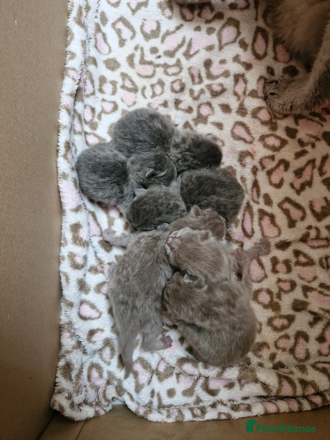 British Shorthair cats for sale: Pedigree British shorthair, longhair, blue, lilac - Image 15