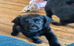 Mixed Breed dogs for sale: Beautiful Female Spangold For Sale - Image 4
