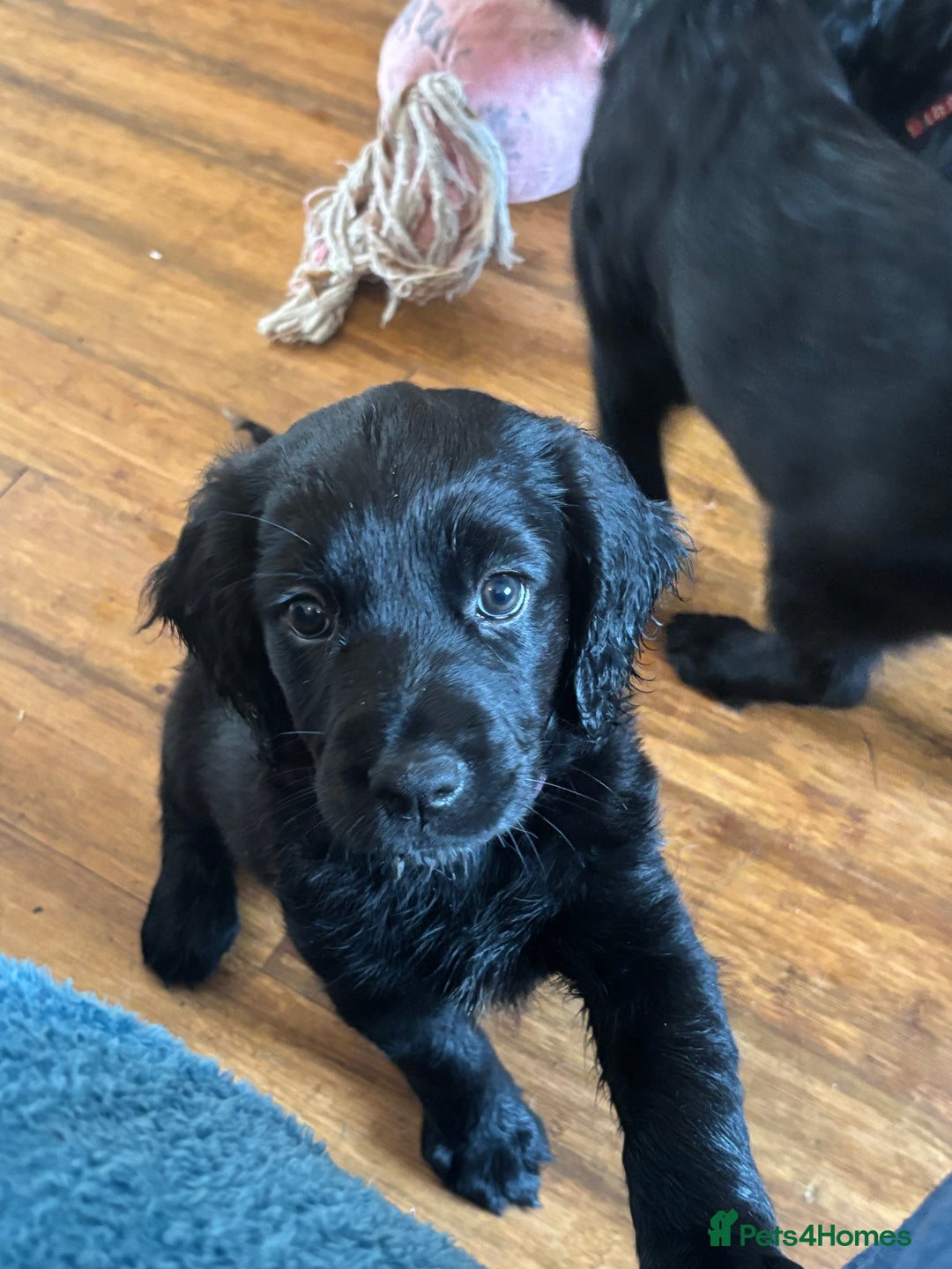 Mixed Breed dogs for sale: Beautiful Female Spangold For Sale - Image 4