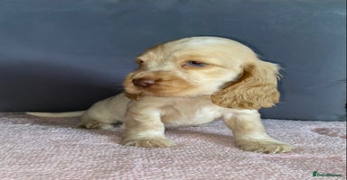 Cocker Spaniel dogs - Advert 8