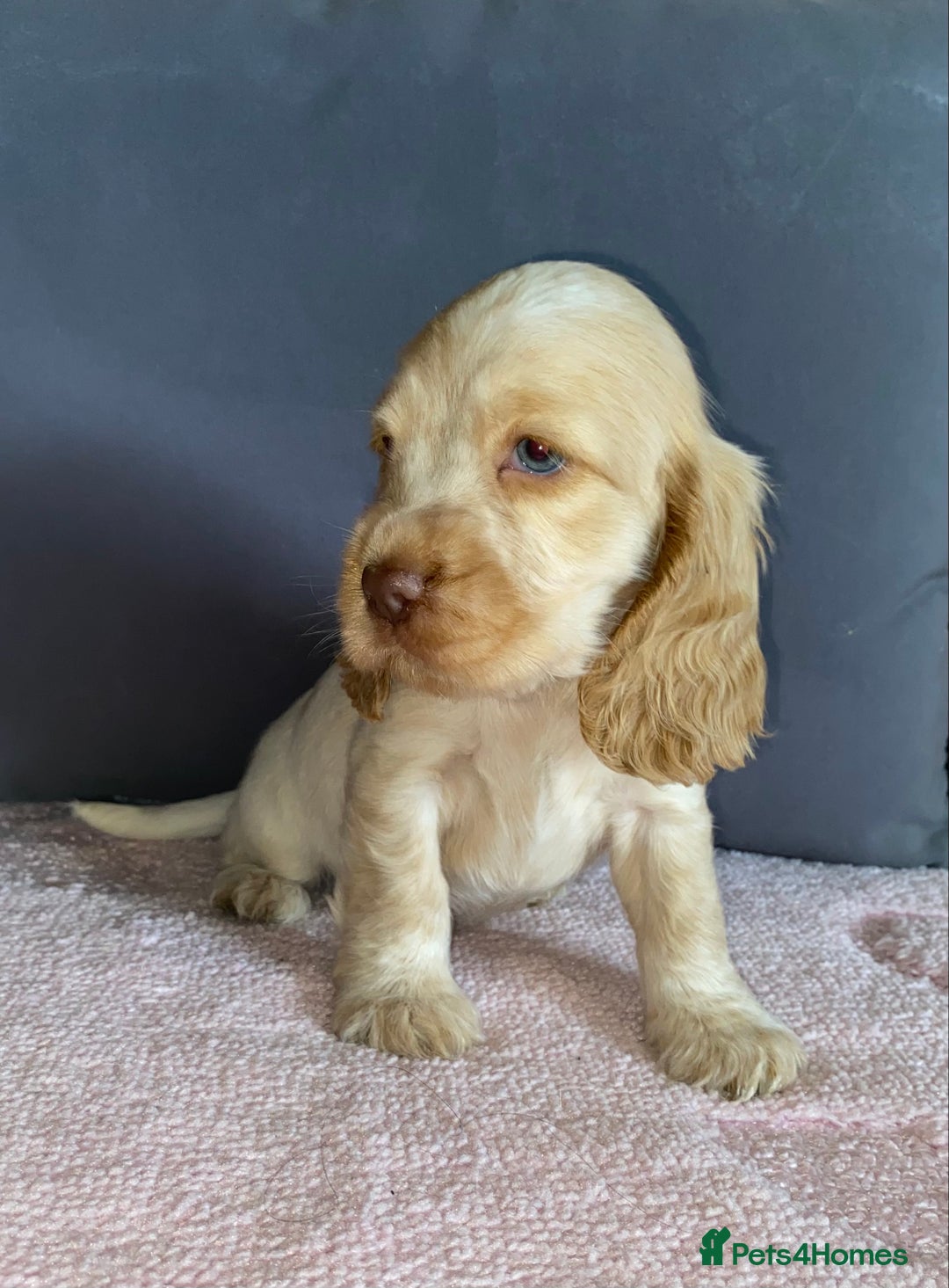 Cocker Spaniel dogs for sale: Outstanding KC Show Cockers 🐾 - Image 2