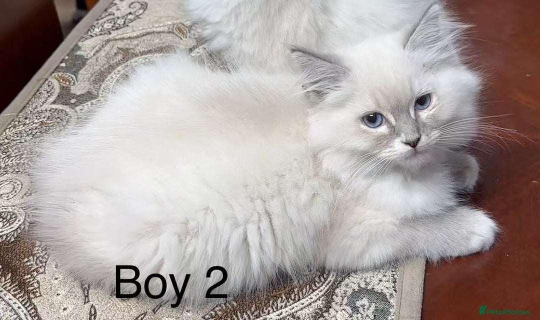 Ragdoll cats for sale: Ragdoll kittens for sale - Advert 7
