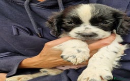 Cocker Spaniel dogs for sale: KC Working cocker spaniel puppies ready to leave - Image 6