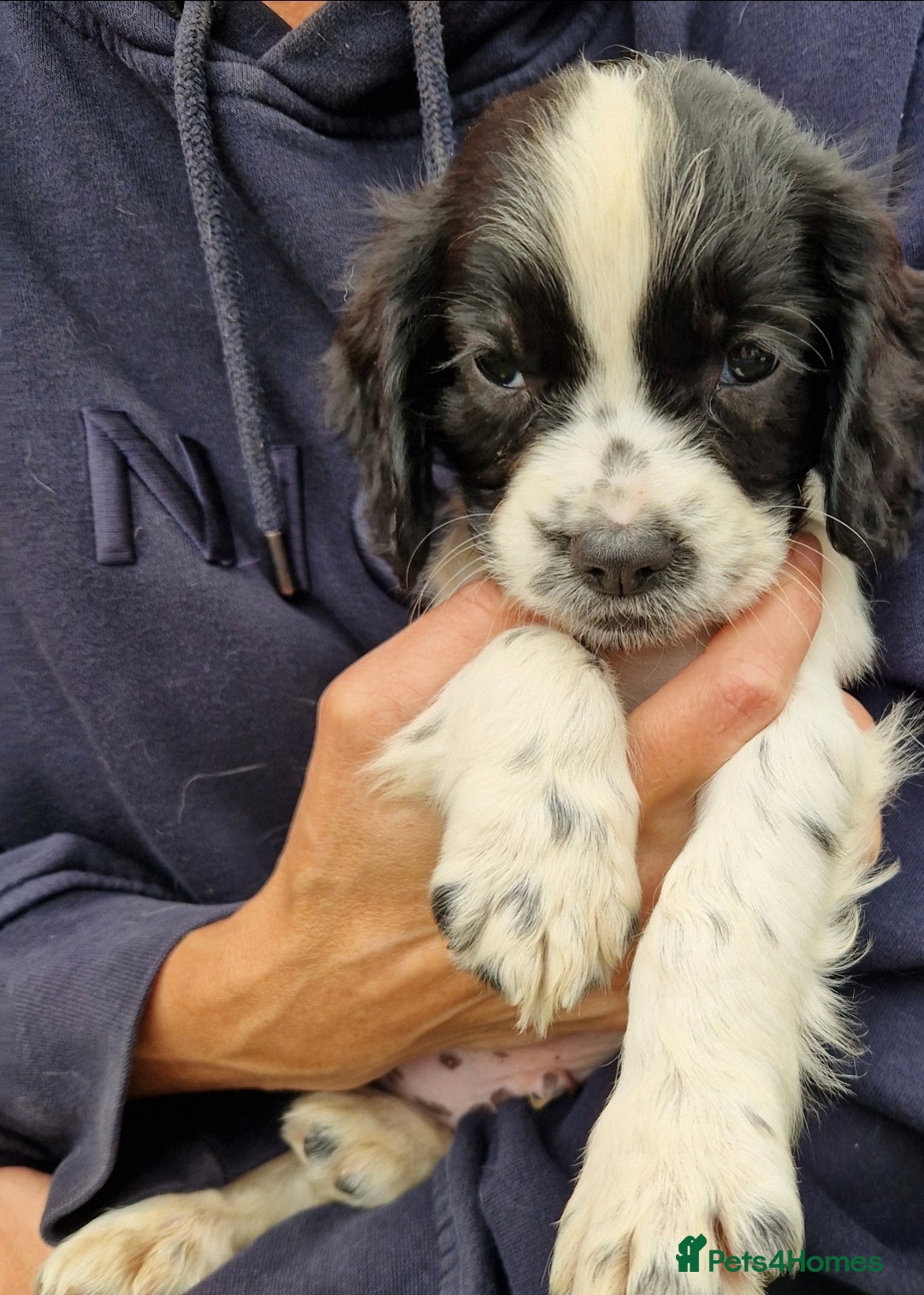 Cocker Spaniel dogs for sale: KC Working cocker spaniel puppies ready to leave - Image 6