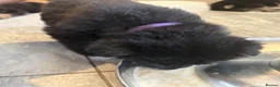 German Shepherd dogs for sale: 8 chunky long haired German shepherds puppies - Advert 27