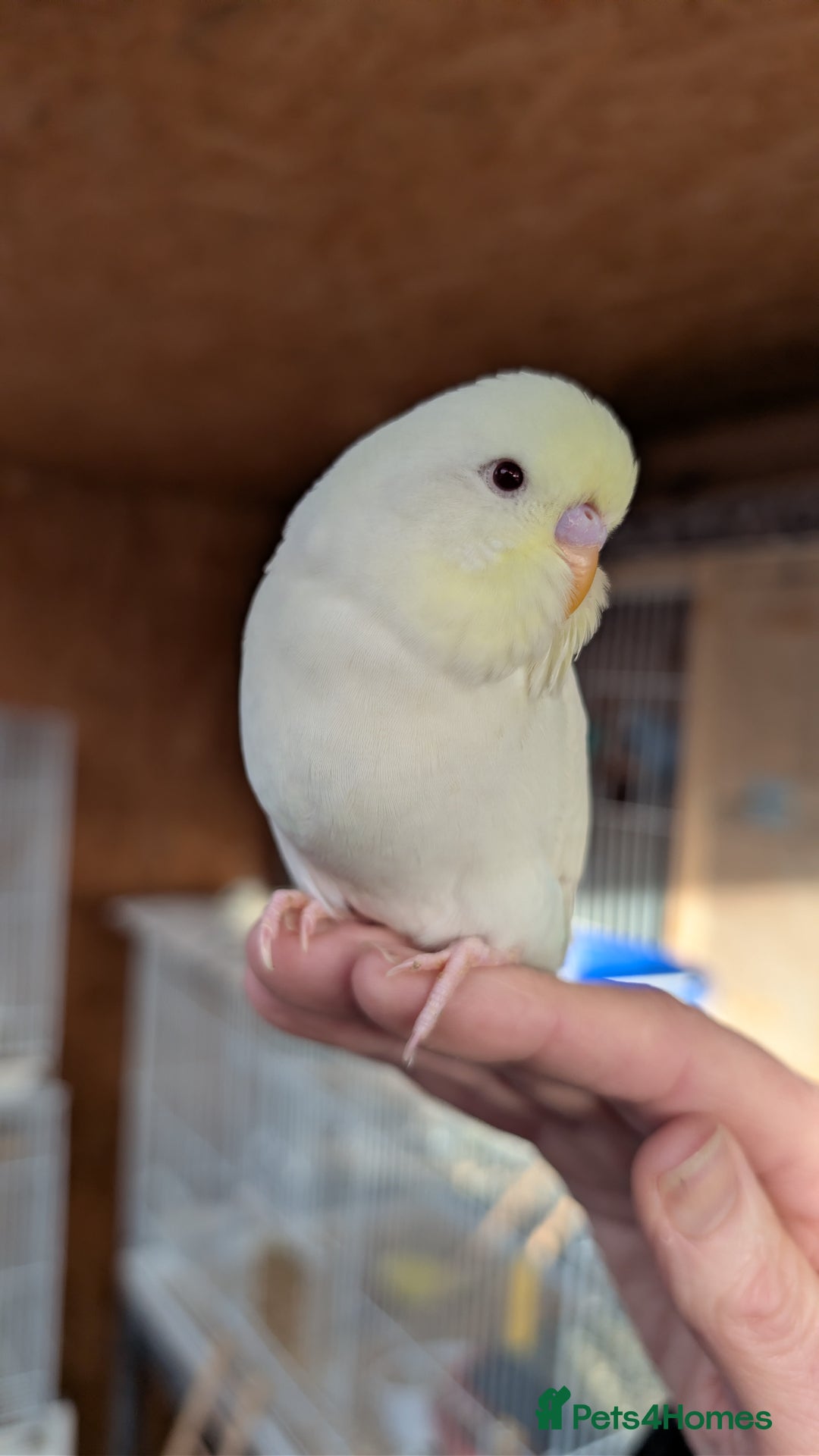 Budgerigars birds for sale: Hand tamed baby budgies for sale - Advert 9