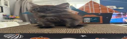 Maine Coon cats for sale: Beautiful mc kittens great personalities - Advert 8