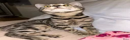 Bengal cats for sale: Bengal kitten & ragdoll cross kitten - Advert 7