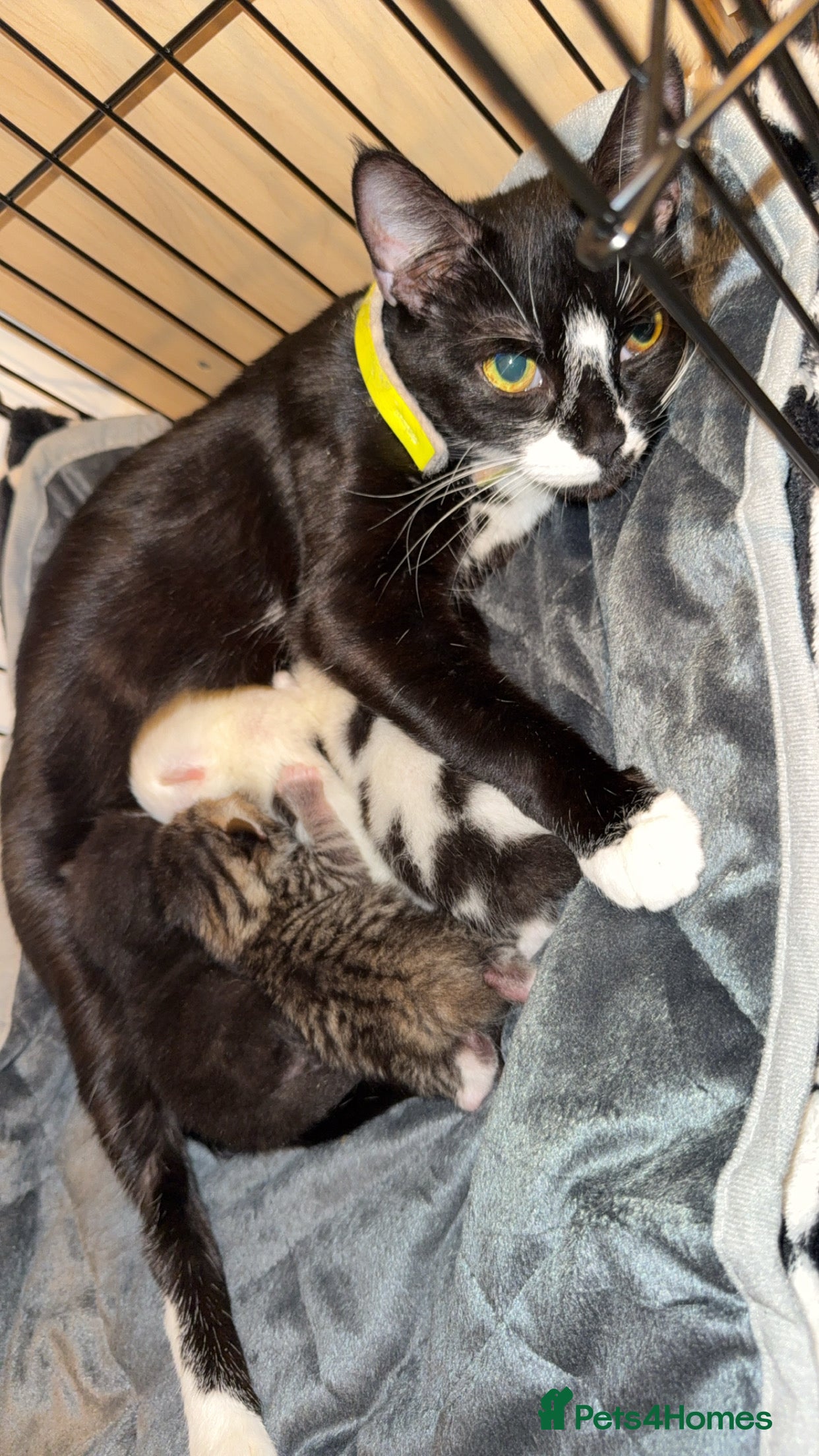 Mixed Breed cats Male kitten  - Advert 1