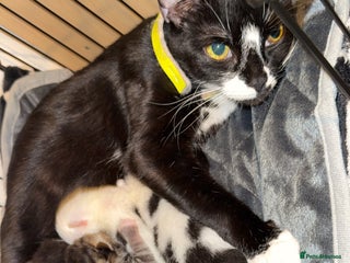 Mixed Breed cats Male kitten - Advert 1