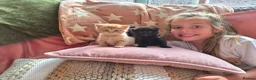 Mixed Breed cats for sale: VERY FRIENDLY FLUFFY KITTENS - Advert 1