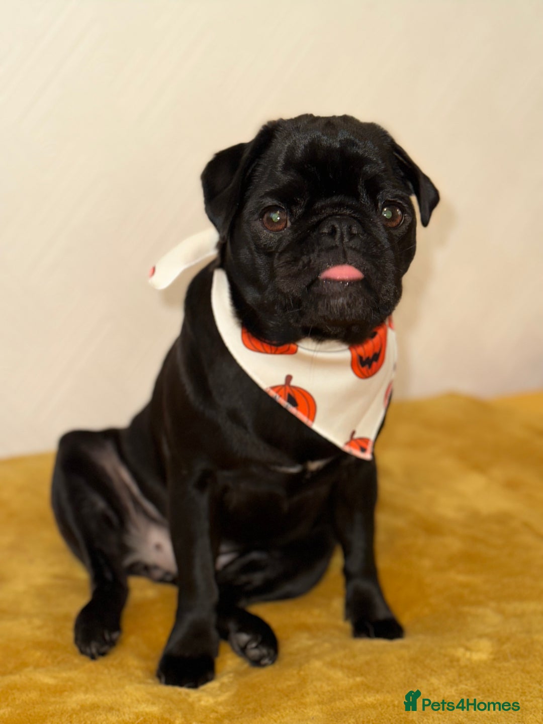 Pug dogs for sale: Female pug - Advert 2