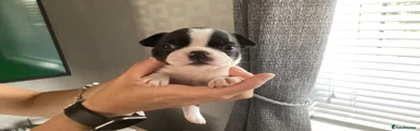Boston Terrier 5