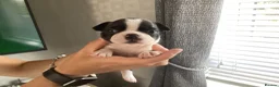 Boston Terrier dogs for sale: 5 BEAUTIFUL BOSTON TERRIER PUPPIES  - Advert 19
