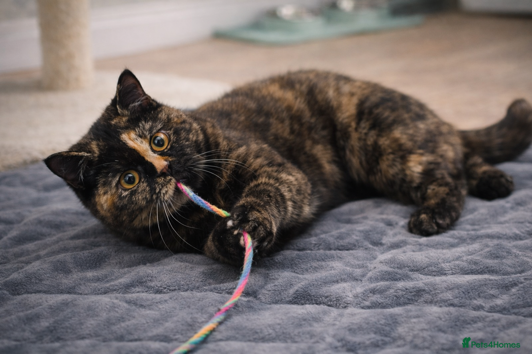 British Shorthair cats for sale: 18 Week RARE Tortoiseshell British Shorthair Girl - Advert 2