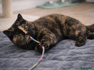 British Shorthair cats 18 Week RARE Tortoiseshell British Shorthair Girl - Advert 3