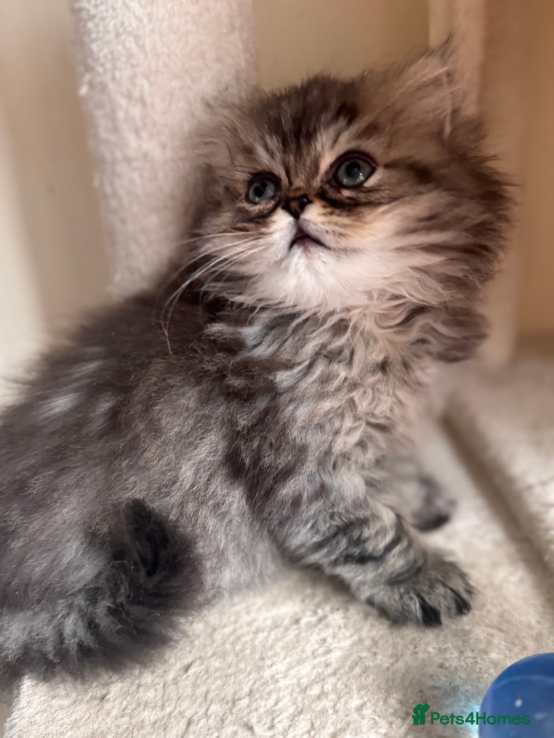 Persian cats for sale: 🌟 Golden Persian Teddy Boy - Image 3