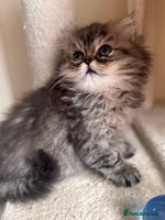 Persian cats Golden Shaded Persian – Microchipped & Vaccinated - Advert 14