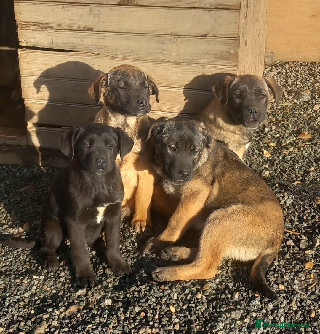 Mixed Breed dogs for sale: Cane corso x german shepherd puppies - Advert 7