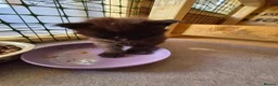 Maine Coon cats for sale: 1 Boy 1 Girl TAKE HOME TODAY - Advert 16
