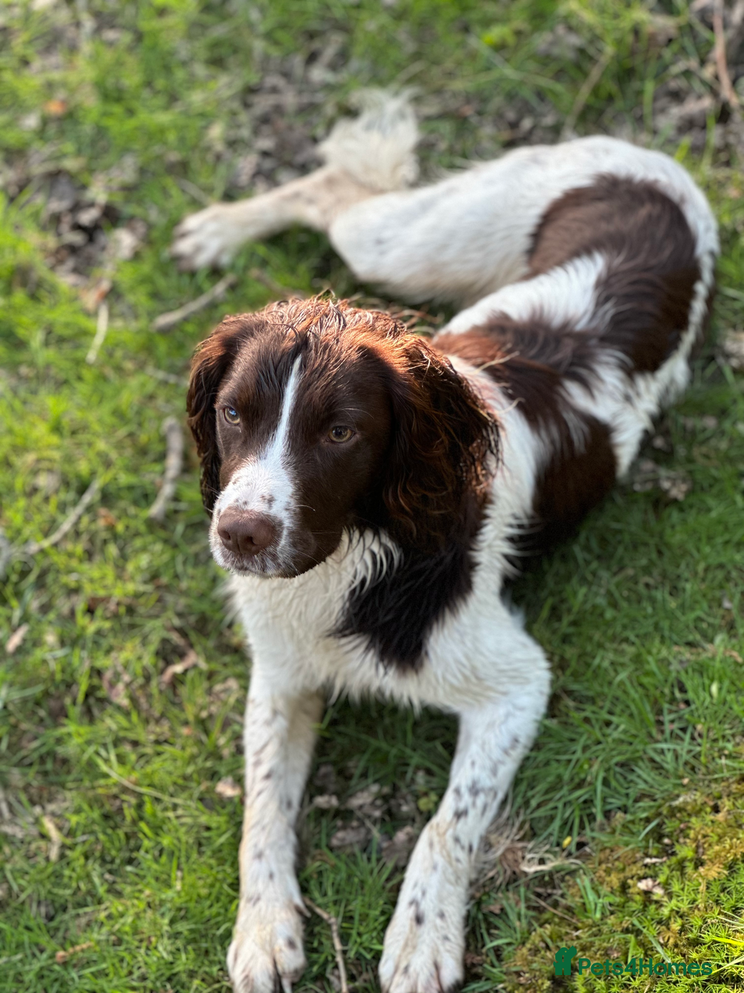 English Springer Spaniel dogs for stud: KC Reg Health Tested Springer Spaniel Stud Dog - Advert 9