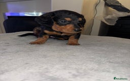 Mixed Breed dogs for sale: Doxiepoo puppies  - Image 4