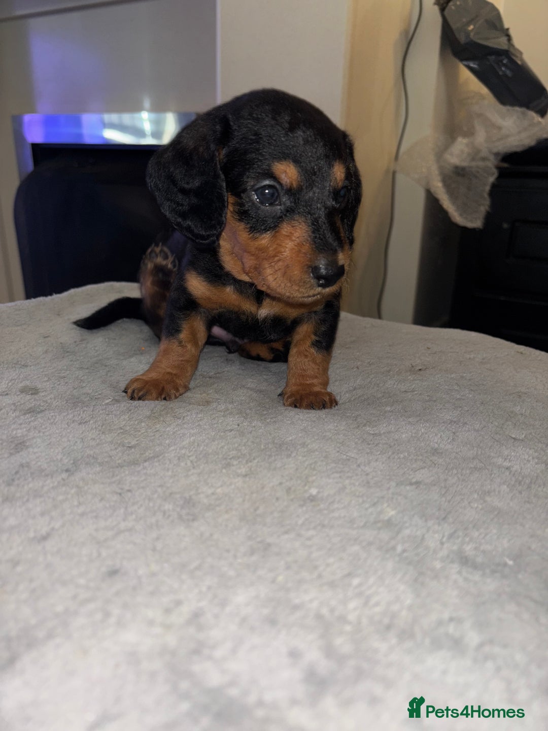 Mixed Breed dogs for sale: Doxiepoo puppies  - Image 4