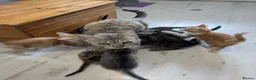 Mixed Breed cats for sale: Kittens for sale - Advert 2