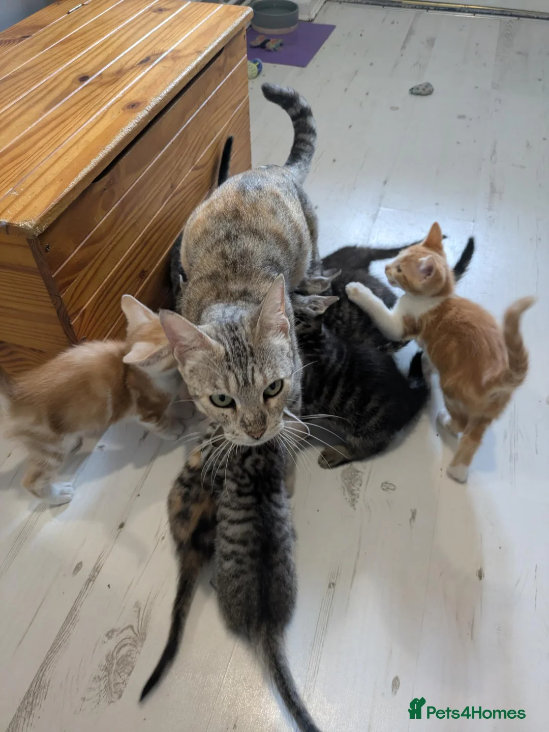 Mixed Breed cats for sale: Kittens for sale - Advert 2