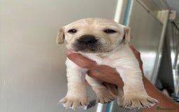 Labrador Retriever dogs for sale: Labrador puppies for sale Kent - Image 19